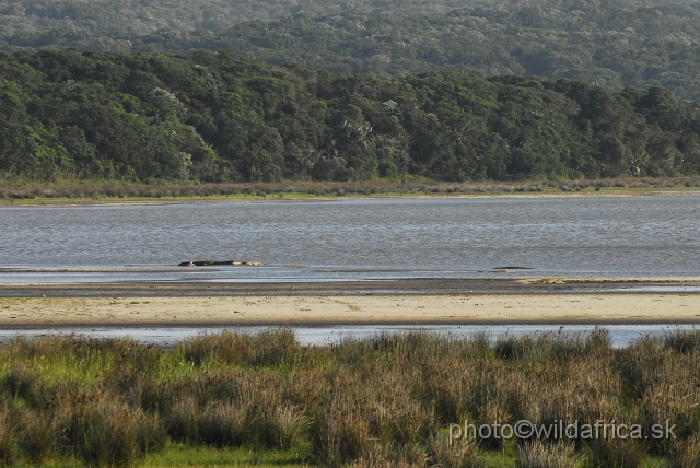 _DSC2373.JPG - St Lucia Estuary and crocodiles