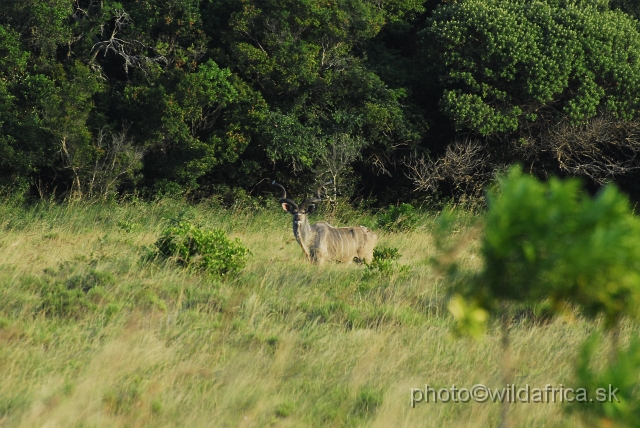 _DSC2376.JPG - Greater Kudu