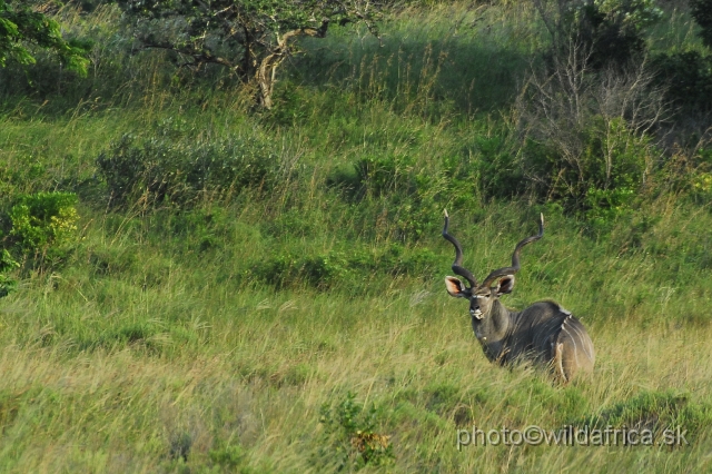 _DSC2379.JPG - Great Kudu