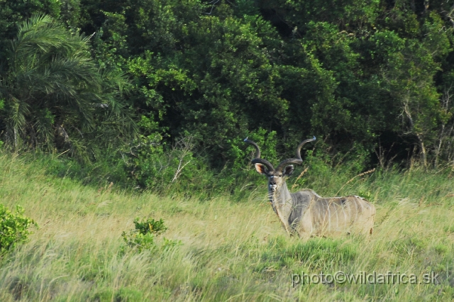 _DSC2380.JPG - Greater Kudu