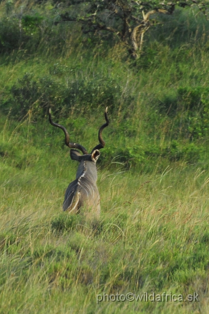 _DSC2381.JPG - Greater Kudu