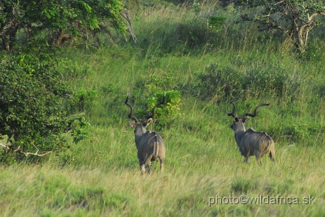 _DSC2383.JPG - Greater Kudu