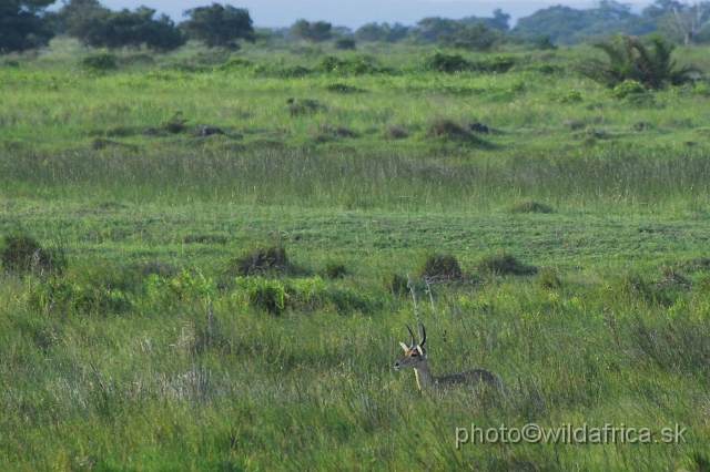 _DSC2389.JPG - Southern Reedbuck (Redunca arundinum)