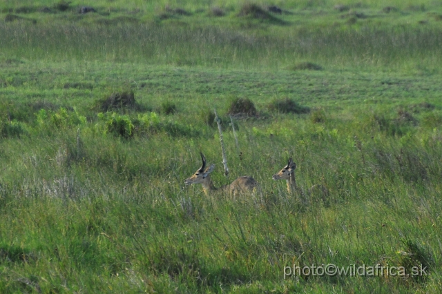 _DSC2391.JPG - Southern Reedbuck (Redunca arundinum)