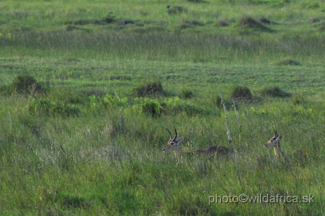 _DSC2392.JPG - Southern Reedbuck (Redunca arundinum)