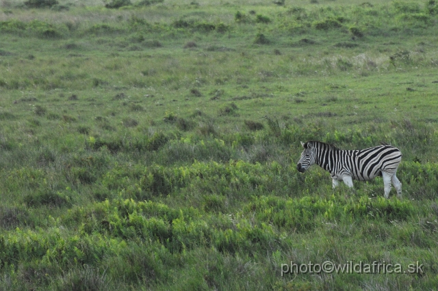 _DSC2403.JPG - Zebras of Kwa-Zulu Natal's look