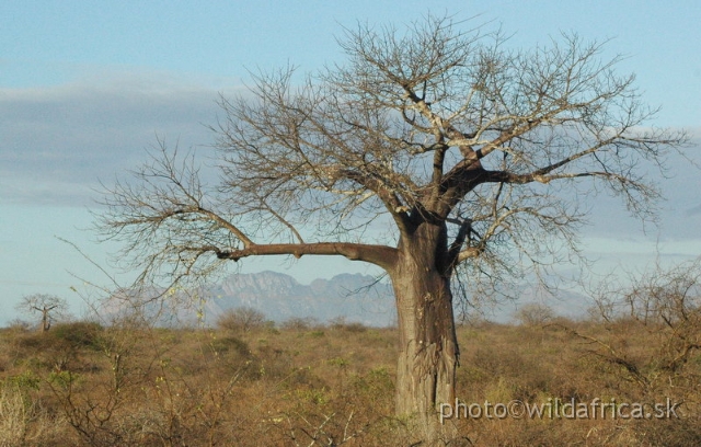 DSC_0476.JPG - Tsavo West from the Mombasa road, 2006