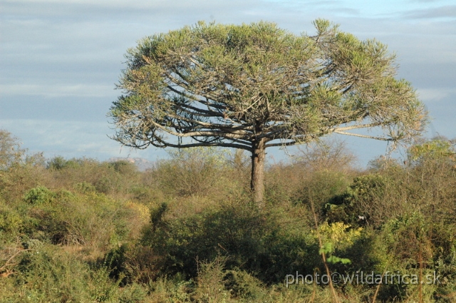 DSC_0510.JPG - Tsavo West from the Mombasa road, 2006