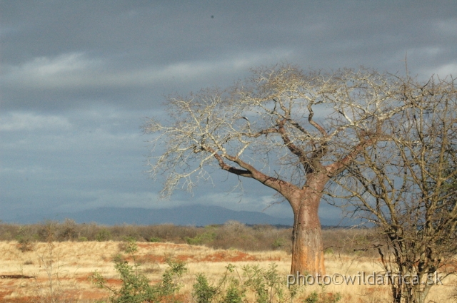 DSC_0515.JPG - Tsavo West from the Mombasa road, 2006