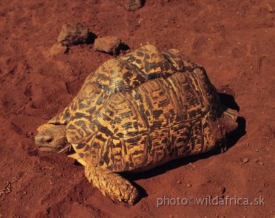 FOTO036.jpg - Tsavo West, 1994