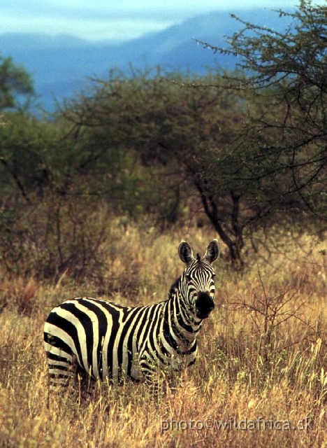 FOTO048.jpg - Tsavo West, 1994