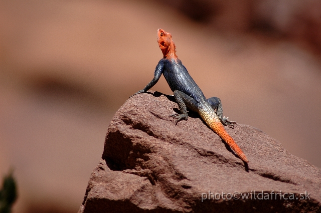 DSC_0475.JPG - Namibia Rock Agama (Agama planiceps)