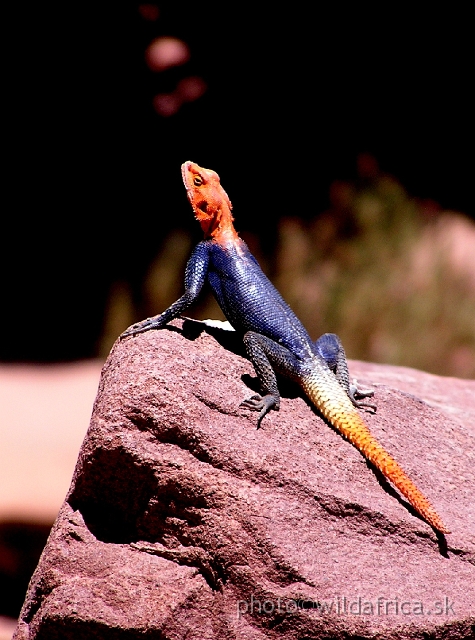 P1010166.JPG - Namibia Rock Agama (Agama planiceps)