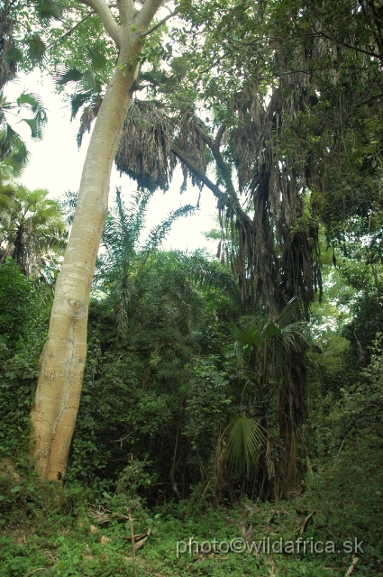 DSC_0007.JPG - The gallery forest of Tana River