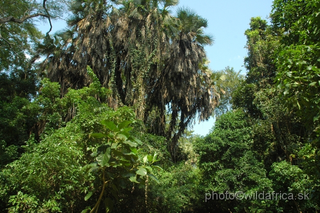 DSC_0023.JPG - The lush vegetation of the area has a very high trees.