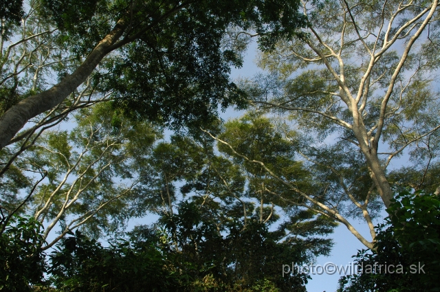 DSC_0048.JPG - The lush vegetation of the area has a very high trees.