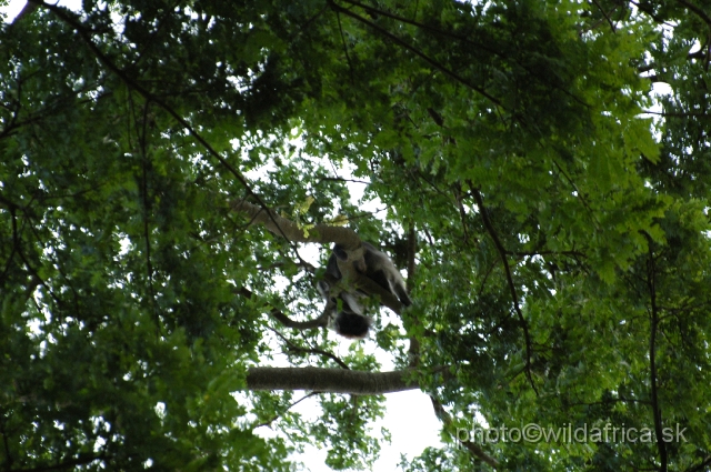 DSC_0061.JPG - Tana River Red Colobus (Piliocolobus rufomitratus)