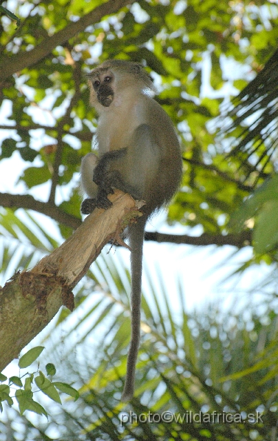 DSC_009k9.JPG - The Crested Mangabey (Cercocebus galeritus)