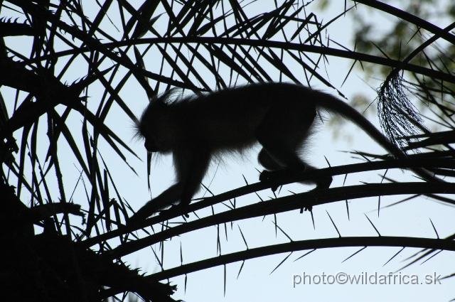 DSC_0101.JPG - The Crested Mangabey (Cercocebus galeritus)