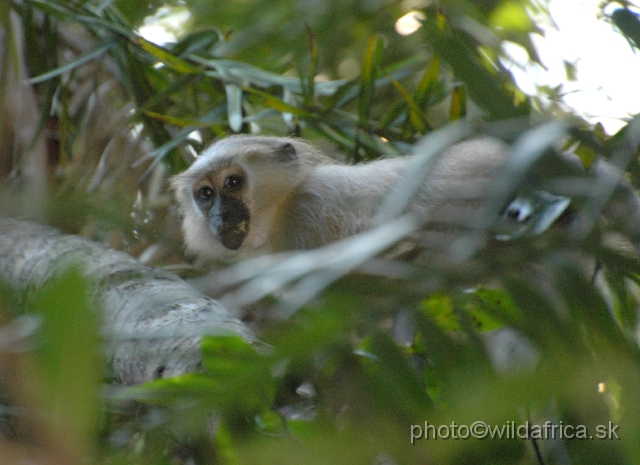 DSC_0102.JPG - The Crested Mangabey (Cercocebus galeritus)