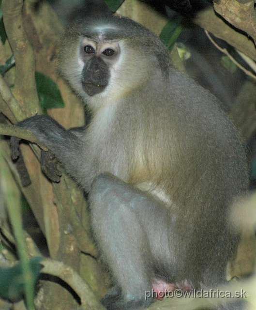 DSC_0108.JPG - The Crested Mangabey (Cercocebus galeritus), only 1000 animals left.