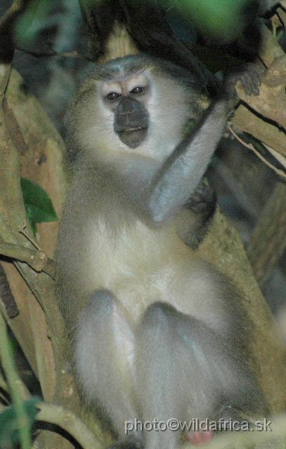 DSC_0109.JPG - The Crested Mangabey (Cercocebus galeritus)