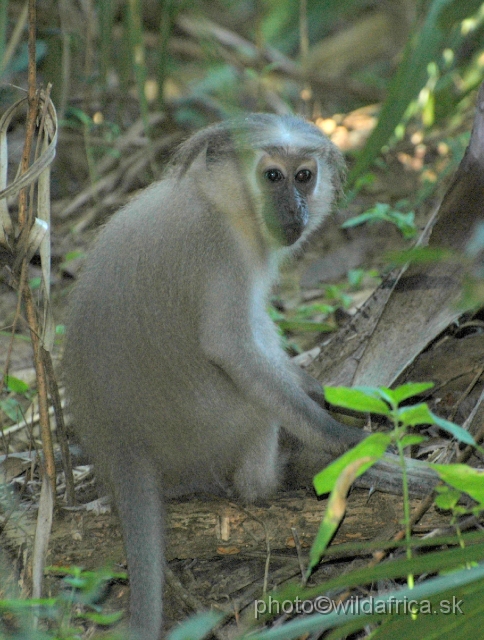 DSC_0115.JPG - The Crested Mangabey (Cercocebus galeritus): one of the most rarest species of primate in the world.
