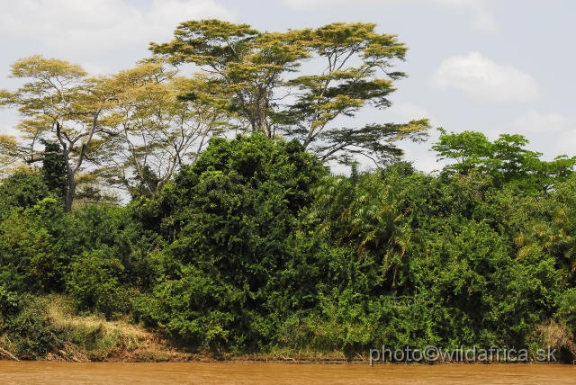 _DSC0059.JPG - The gallery forest of Tana River