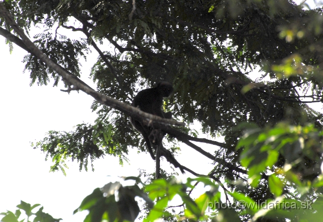 _DSC0066.JPG - The second species of the reserve is the Tana River Red Colobus (Piliocolobus rufomitratus).