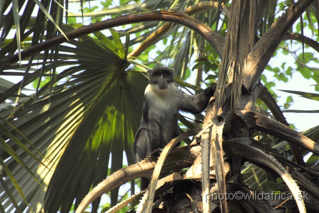 _DSC0081.JPG - The Pousarge's White-throated Monkey (Cercopithecus albogularis albotorquatus)
