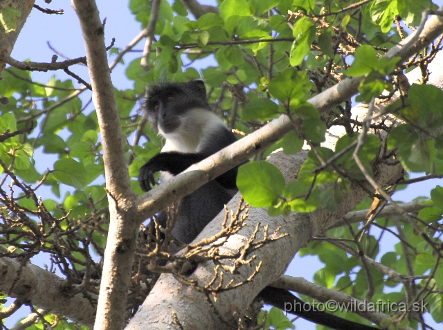 _DSC0088.JPG - Pousarge's White-throated Monkey (Cercopithecus albogularis albotorquatus)