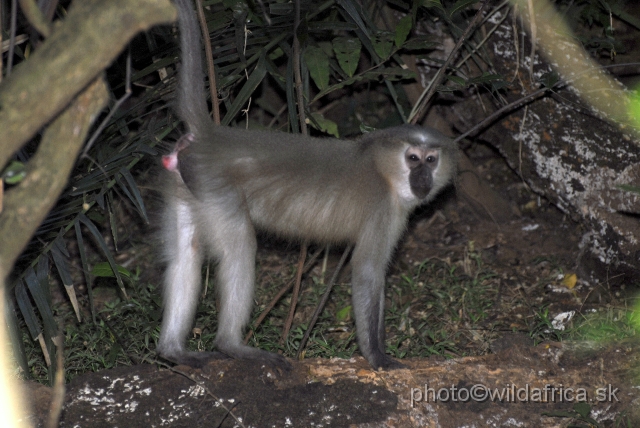 _DSC01+71.JPG - The Crested Mangabey (Cercocebus galeritus)