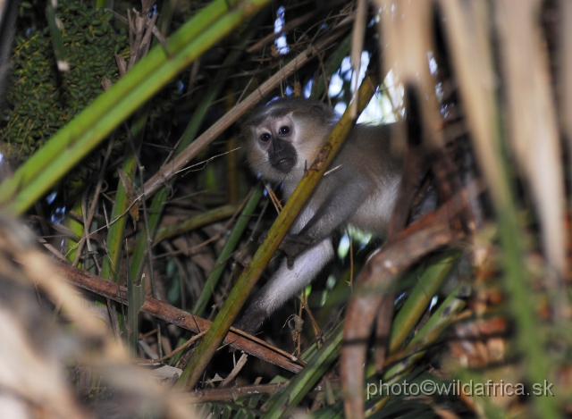 _DSC0169.JPG - The Crested Mangabey (Cercocebus galeritus)