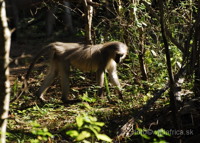 _DSC0189.JPG - The Crested Mangabey (Cercocebus galeritus)