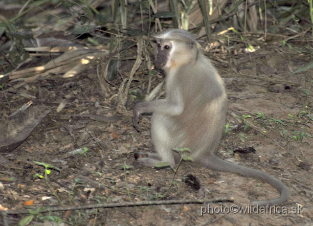 _DSC0193.JPG - The Crested Mangabey (Cercocebus galeritus)