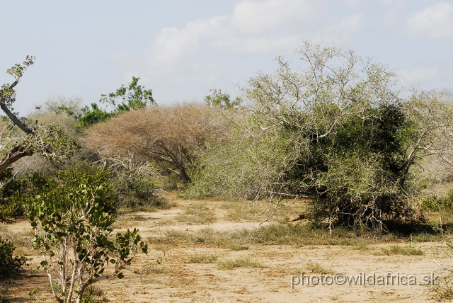 _DSC0197.JPG - Dry semi-arid scrubland is typical for whole area more than 50 metres from the main flow of the Tana River.