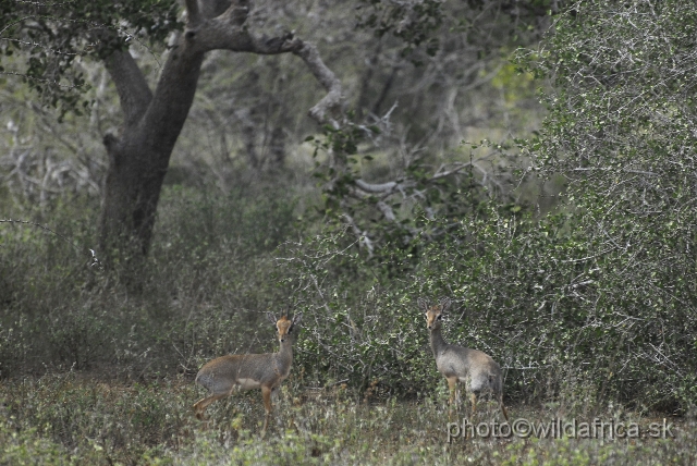 _DSC0201.JPG - This is area of the Gunther's Dikdik (Madoqua guentheri) but these seems as Kirk's Dikdiks (Madoqua kirkii)