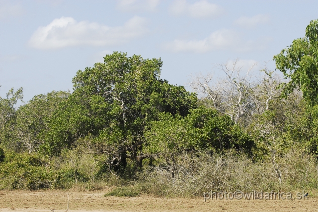 _DSC0205.JPG - Dry semi-arid scrubland is typical for whole area more than 50 metres from the main flow of the Tana River.