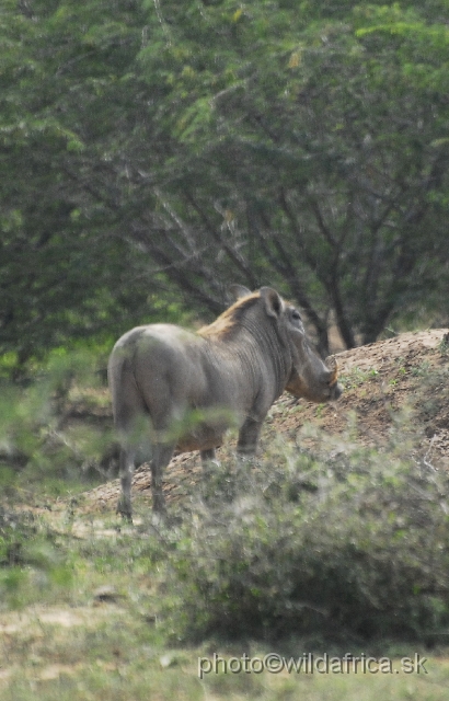 _DSC0209.JPG - Another Somalian mammalian region member could be the Desert Warthog (Phacochoerus aethiopicus). In this case I am not so sure.