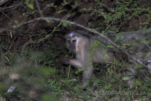 _DSC50180.JPG - The Crested Mangabey (Cercocebus galeritus)