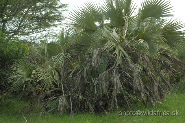 DSC_0266.JPG - Hyphaene palm