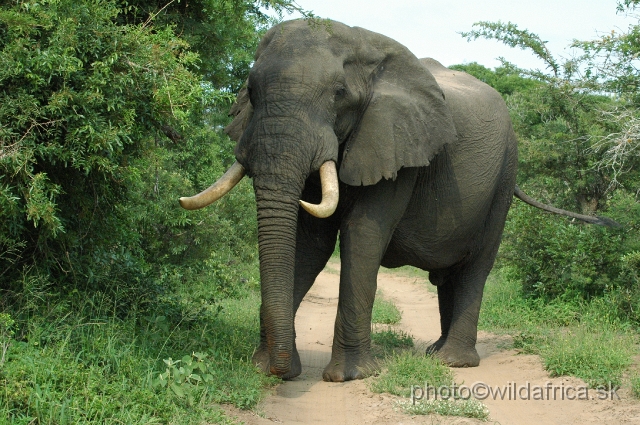 DSC_0607.JPG - This is the largest bull we have seen during this day.