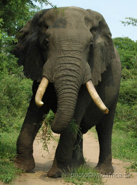 DSC_0610.JPG - This is the largest bull we have seen during this day.