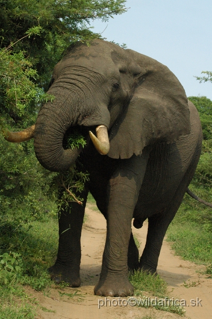 DSC_0612.JPG - This is the largest bull we have seen during this day.