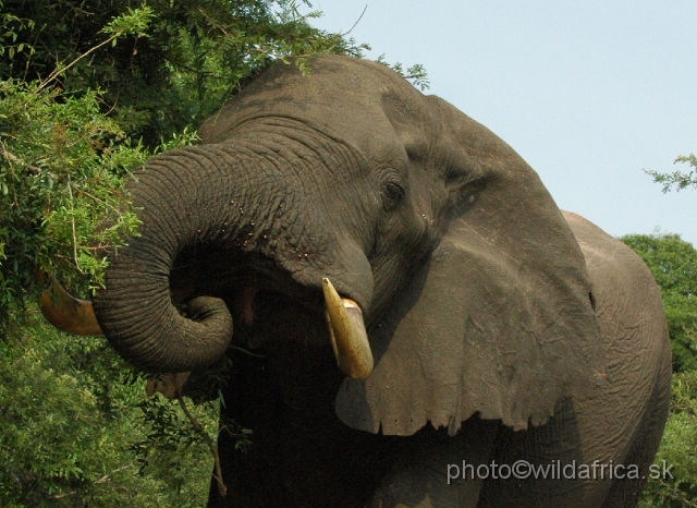 DSC_0613.JPG - This is the largest bull we have seen during this day.