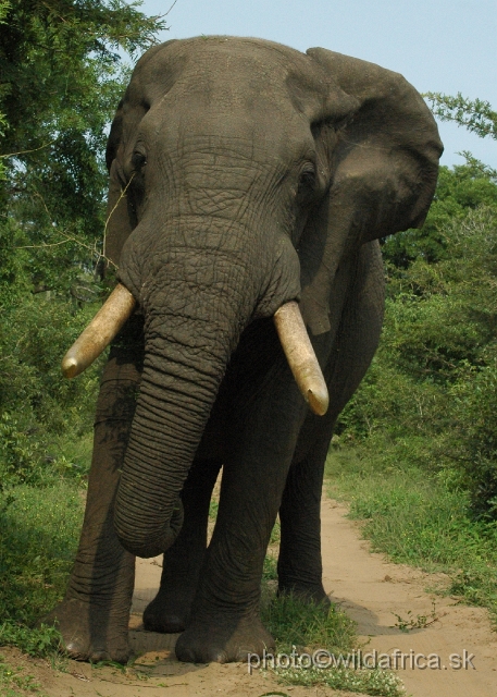 DSC_0618.JPG - This is the largest bull we have seen during this day.