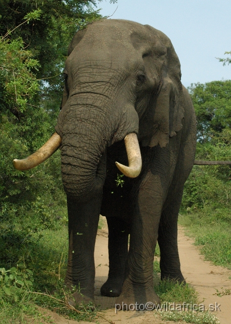 DSC_0619.JPG - This is the largest bull we have seen during this day.