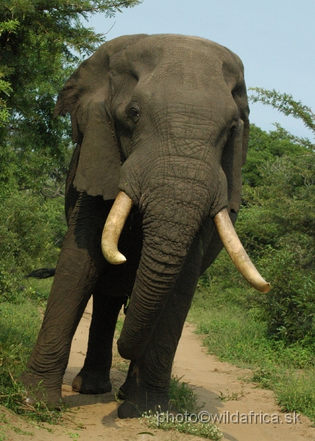 DSC_0621.JPG - This is the largest bull we have seen during this day.