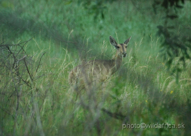 DSC_0663.JPG - Southern Reedbuck (Redunca arundinum)