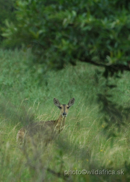 DSC_0664.JPG - Southern Reedbuck (Redunca arundinum)